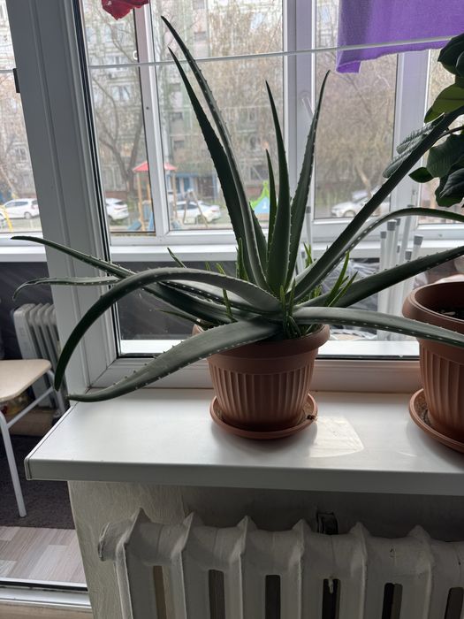 Продам листы алоэ и отростки