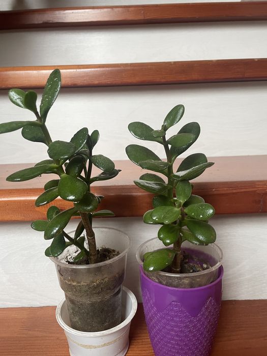 Толстянка денежное дерево!