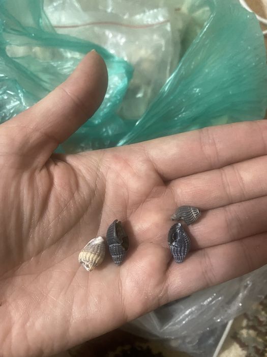 Продам ракушки с моря