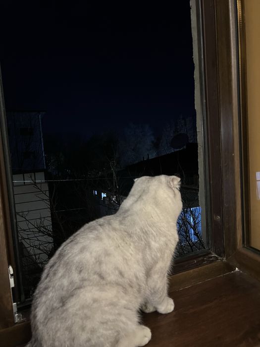 Britanski skotish fold, seribristiy okras 11 oylik mushuk sotiladi !