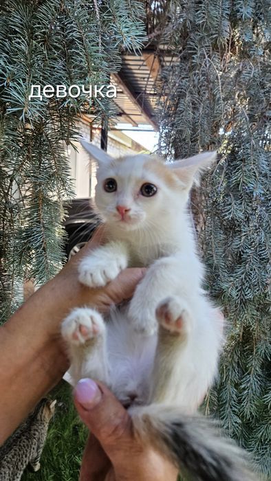 Отдам даром котят в добрые руки