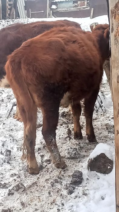 Продам корову и телок