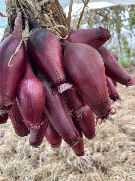 Vand ceapa de apa de Buzau
