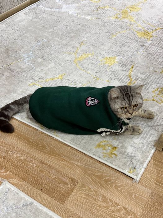 Кот British Shorthair silver tabby