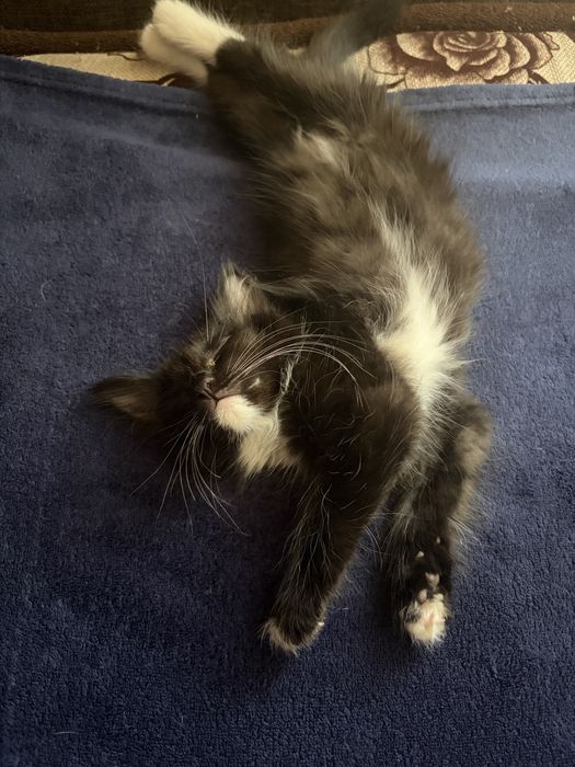 Котенок бесплатно