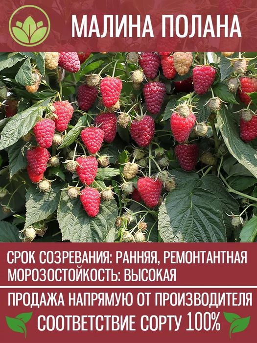 Малина Сорт Полана оригинал