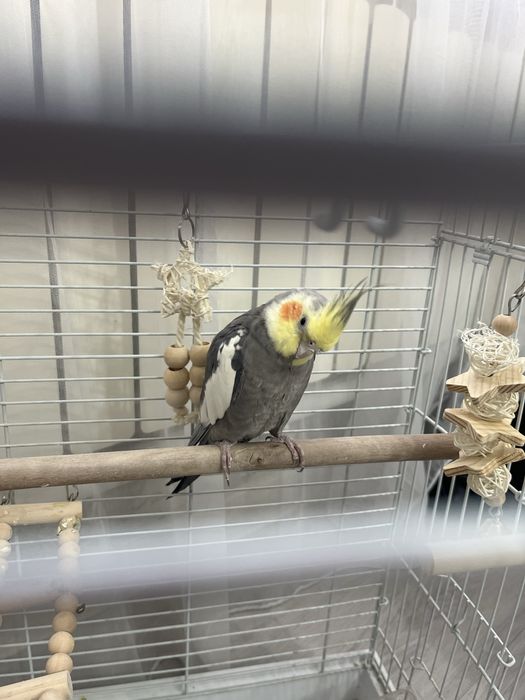 Папугаи карелла мальчик