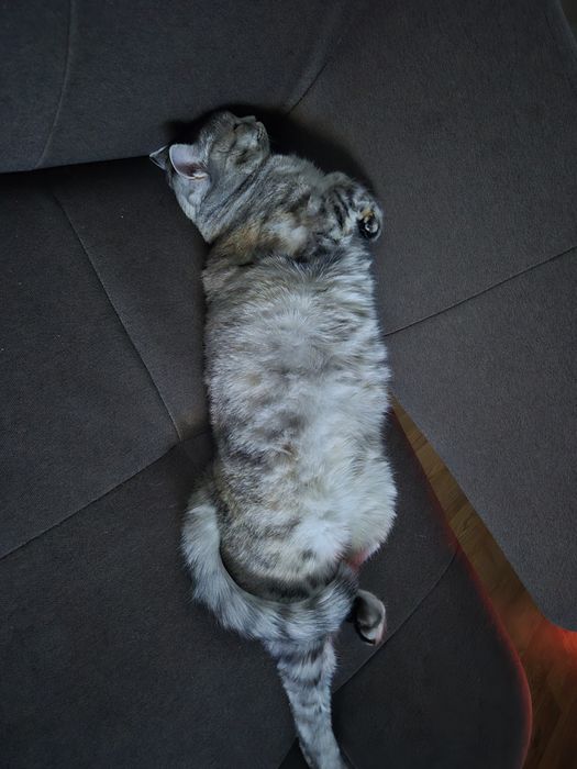 Кошка в добрые руки
