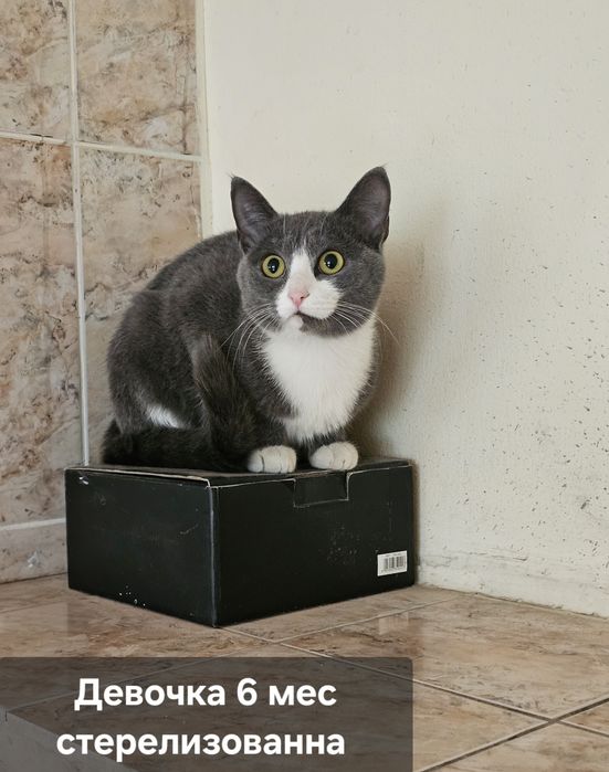 Котята в добрые руки!