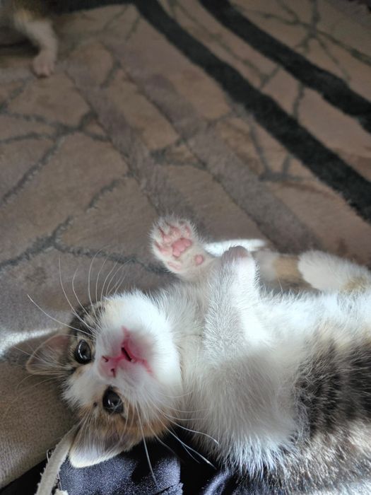 Котёнок в добрые руки отдам