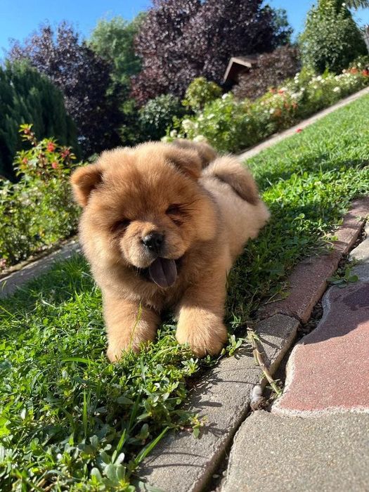 Chow chow  cățelușa