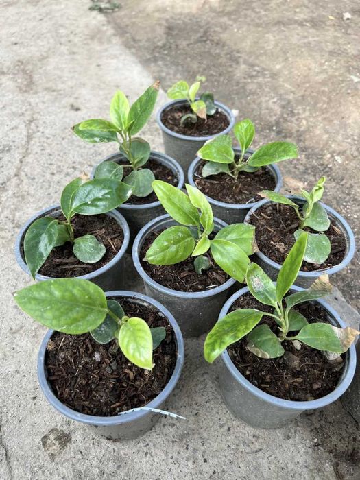 Kadsura cocconie kochatlari sotiladi sovuqga chidamli