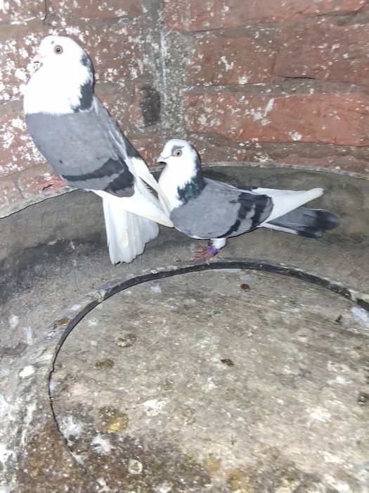 Schimb pereche de porumbei jucători de galați cu mascul fazan comun