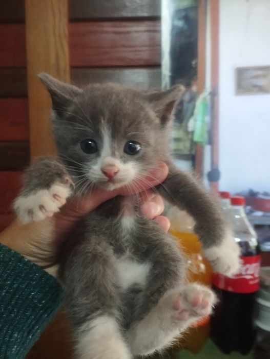 Отдам котят крысоловки