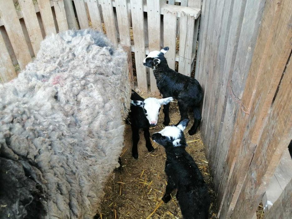 150бр.Romanovski ovce Романовски овце