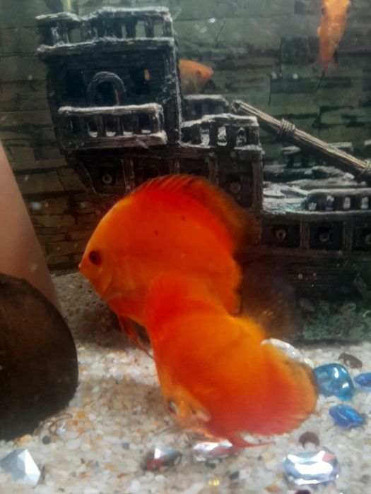 Vând pești de acvariu