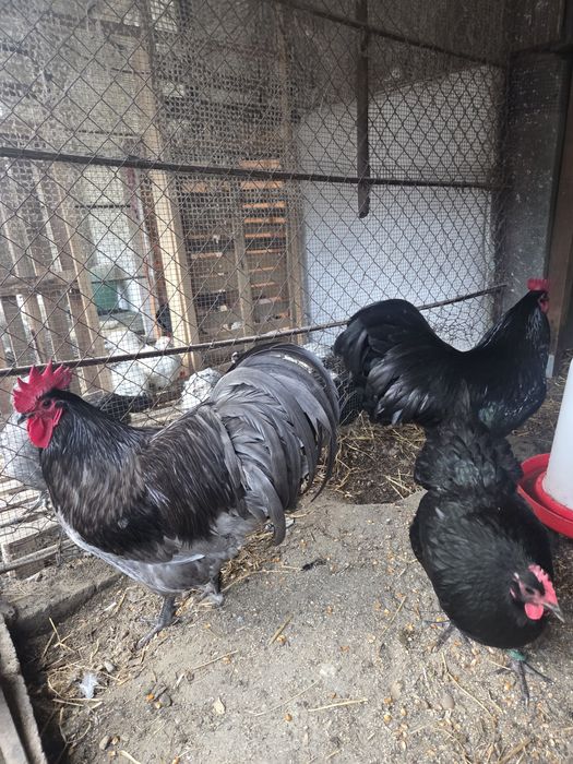 Oua incubat Australorp
