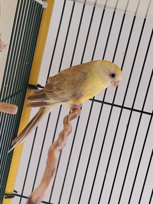 Papagali cântători și nimfe