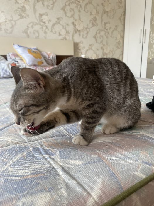 отдам даром котенка