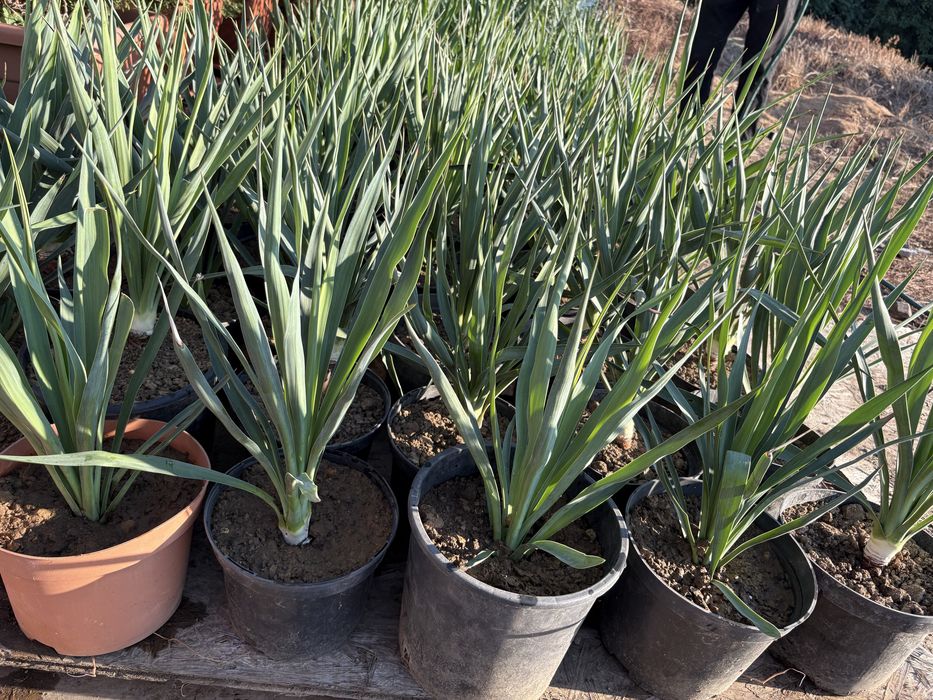 Planta verde Yucca in ghiveci