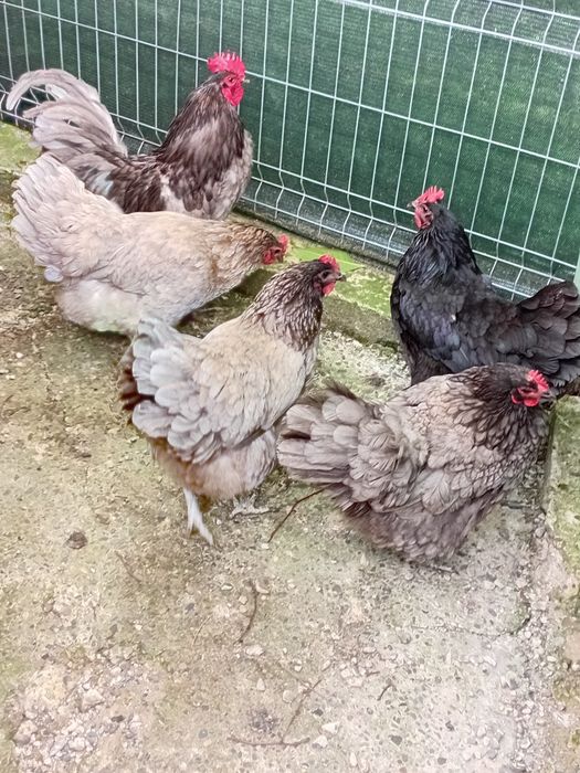 Oua incubat Australorp