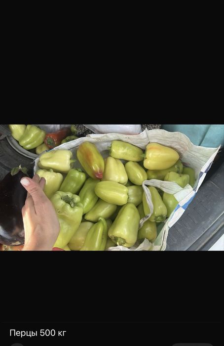 Продам овощи на засолку