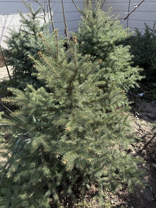 Xar xil archalar bor