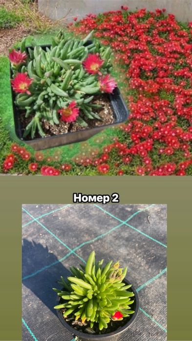 Делосперма разсад