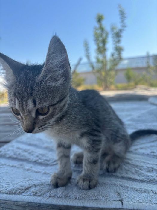Котята в добрые руки бесплатно