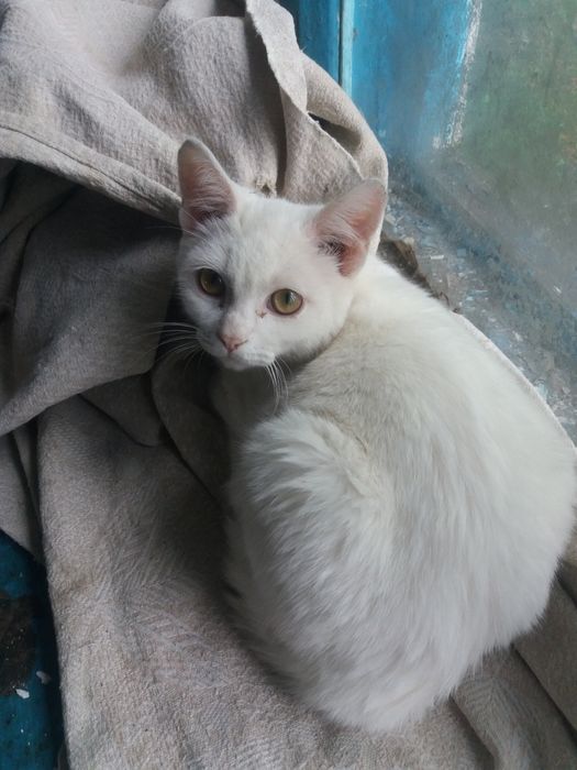 Кот Мысық Кот Мысық