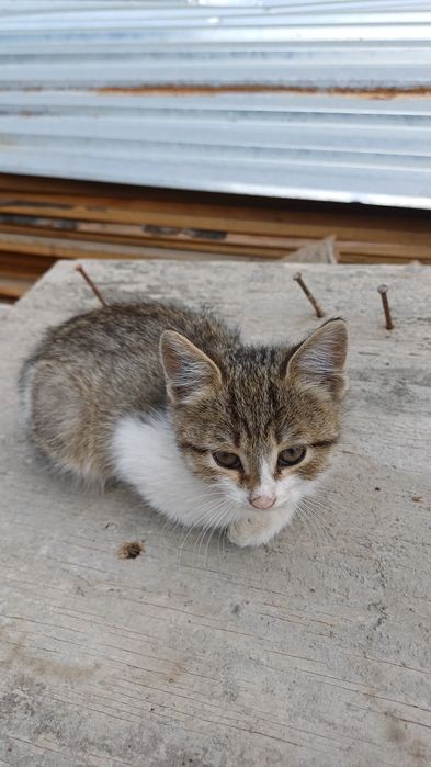 Милые котято бесплатно