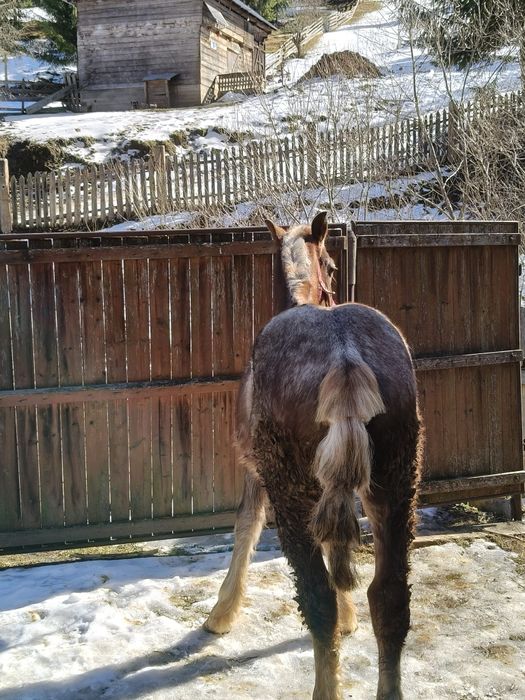 Mânz de vânzare de 9 luni
