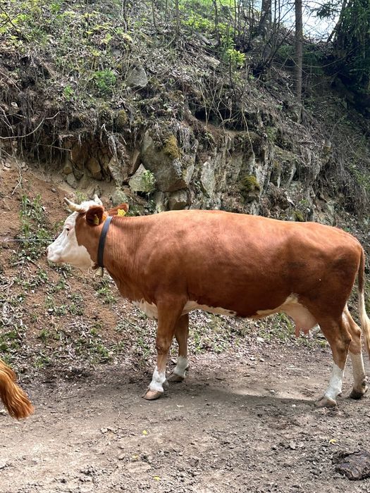 Vaca cu vițea de vanzare
