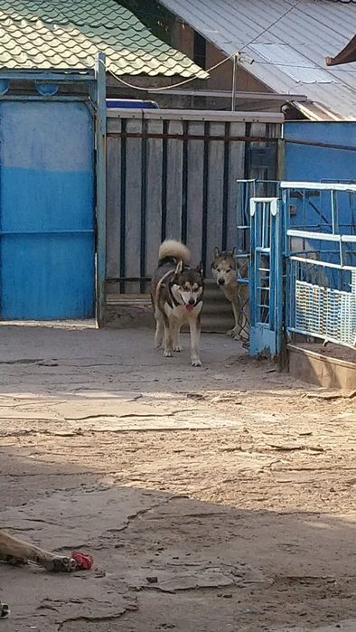 Животные, собаки