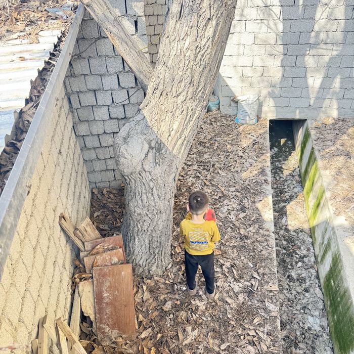 Yong’oq daraxti ko’p yillik judda katta qalin soglom daraxt енгок дара