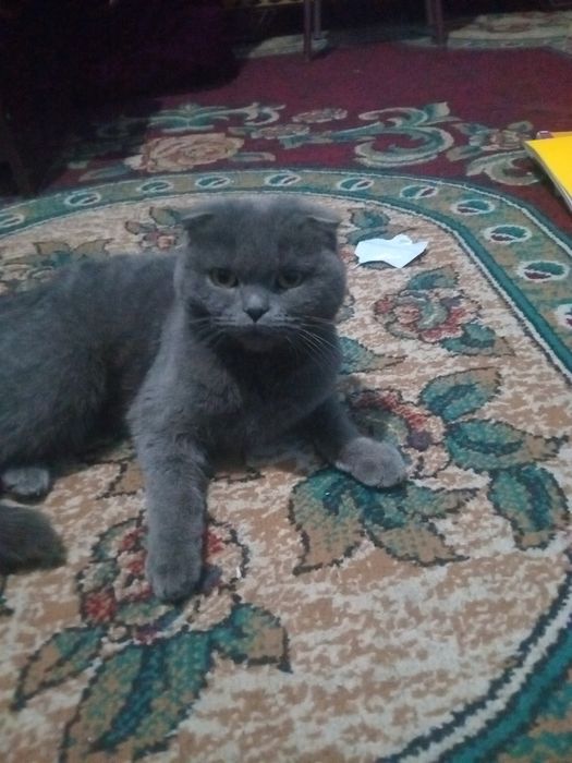 Anal jinsiy aloqa boyicha tavsiyalar va ehtiyot choralari