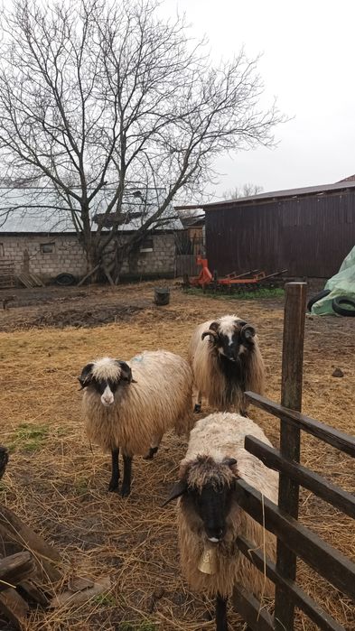 Mior breaz de vânzare