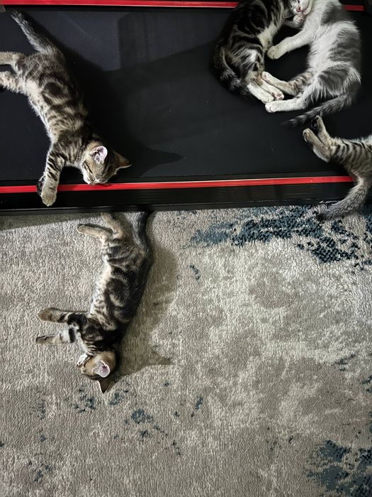 Отдаю  котят очень ласково и игровые