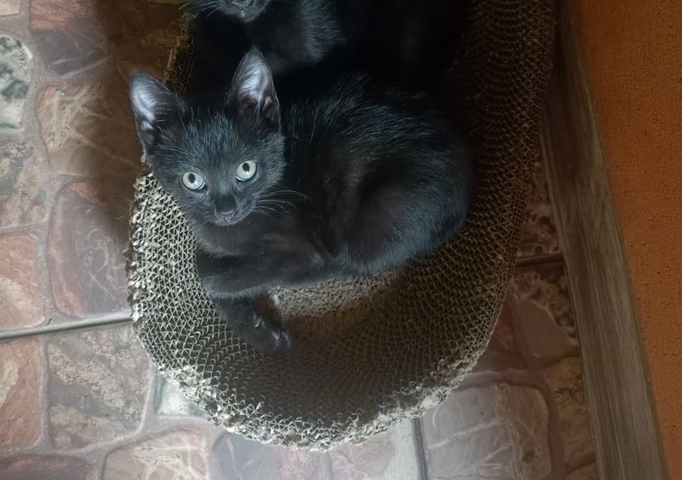 Отдам котенка в хорошие руки