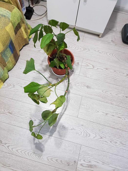 Стайно цвете в саксия юка