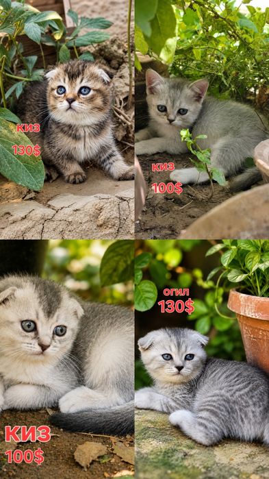 котята,  Zoti: Scottish Fold (Скоттиш-фолд) продаётся
