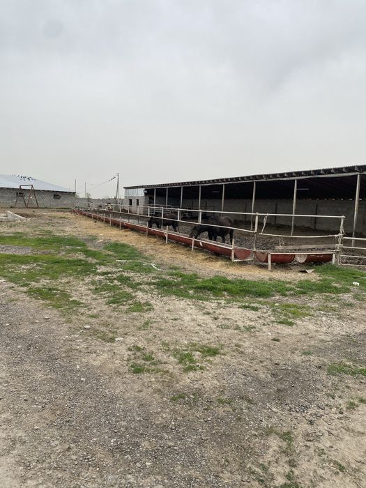 Продам фазенду 50 соток