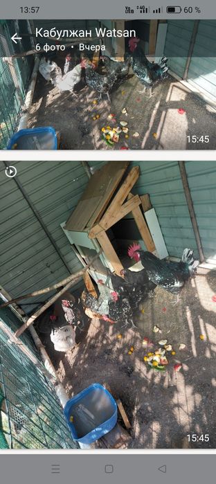 Продаем курей разных парод