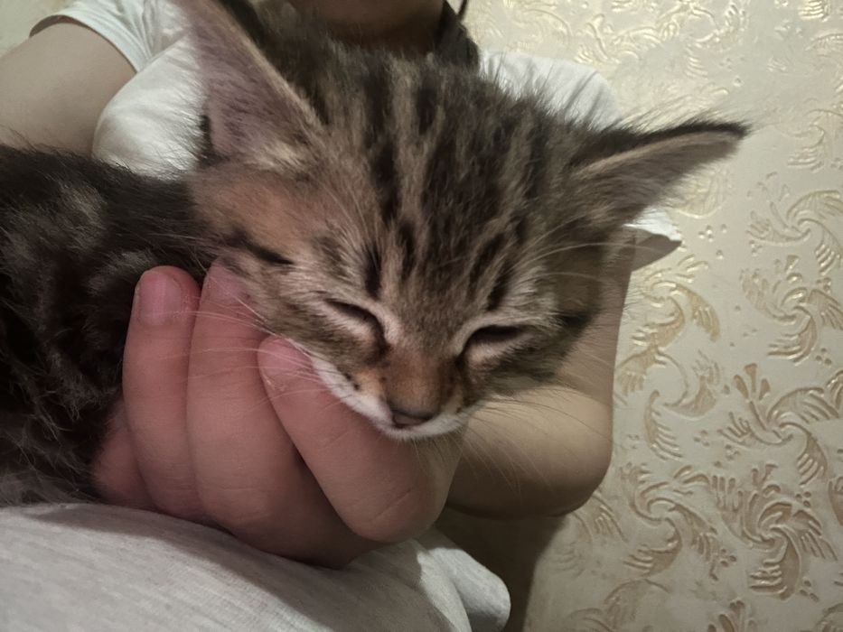 Пропал котёнок помогите найти