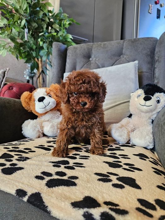 Той пудел[toy poodle)] Лицензиран развъдник