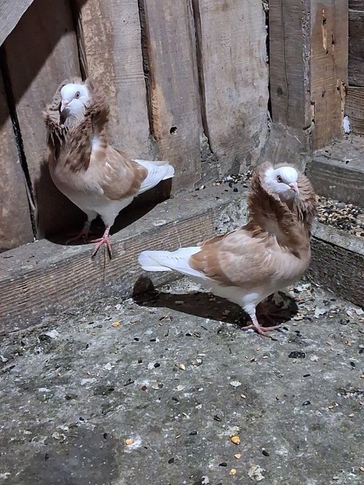 Porumbei de vânzare