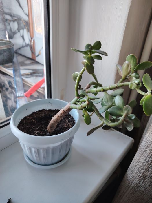 Продам денежное дерево ПО 1500тг Женской счастье 1000тг