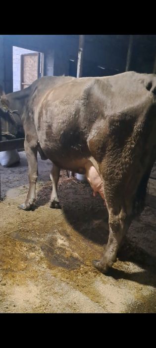 Корова с теленком