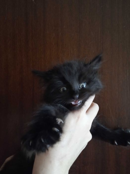 Чёрный пушистый котёнок турецкой ангоры, девочка 2 месяца.