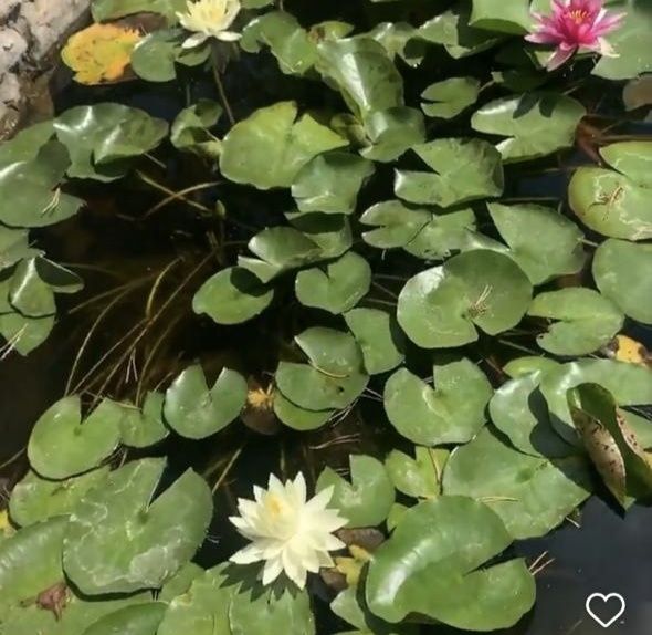 Продам водянные лилии